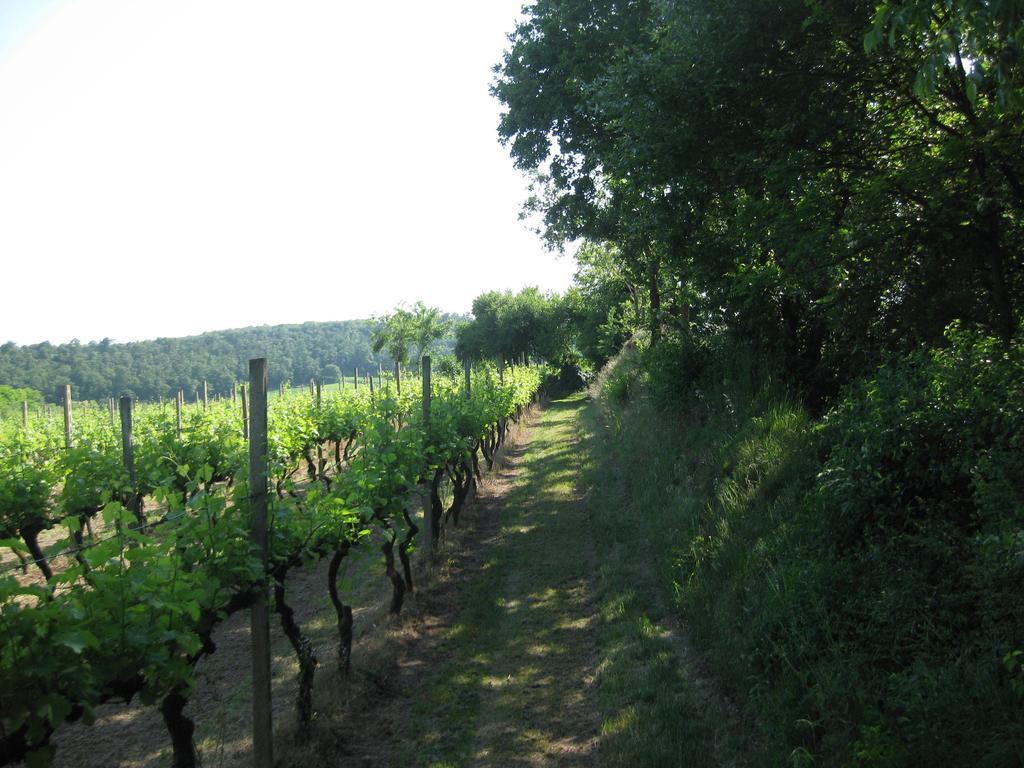 Agriturismo Campagnoletto Cavriana Rum bild